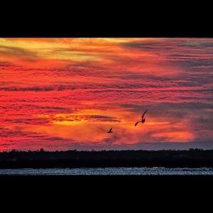 Meet your Posher, Lizzie